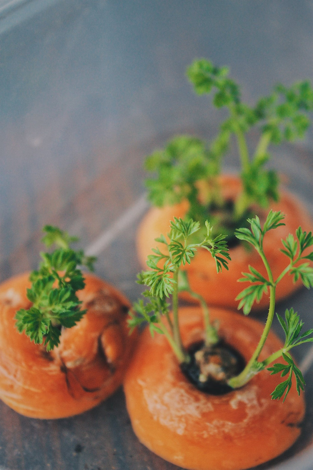 Aprende a sembrar vegetales a partir de los que ya tienes, con Marga Plantas